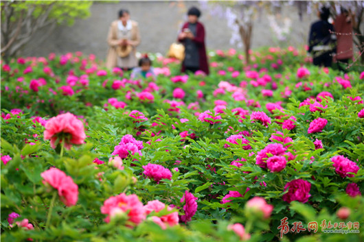 Blooming peonies attract tourists in Qingdao