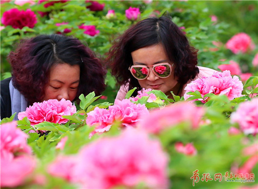 Blooming peonies attract tourists in Qingdao