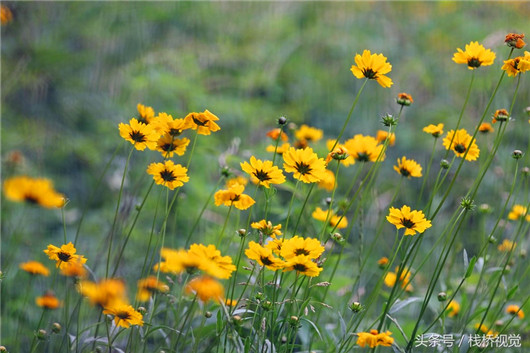 Summer flowers adorn Qingdao Botanic Garden