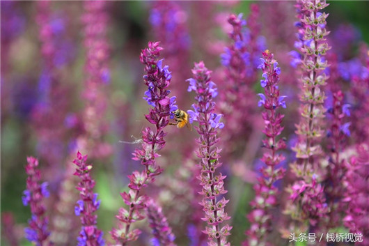 Summer flowers adorn Qingdao Botanic Garden