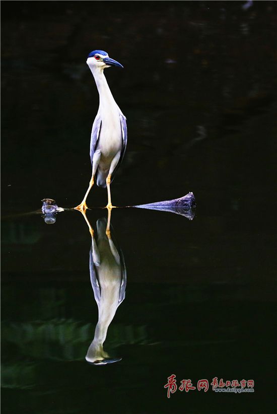 Photographer snaps night herons in Qingdao