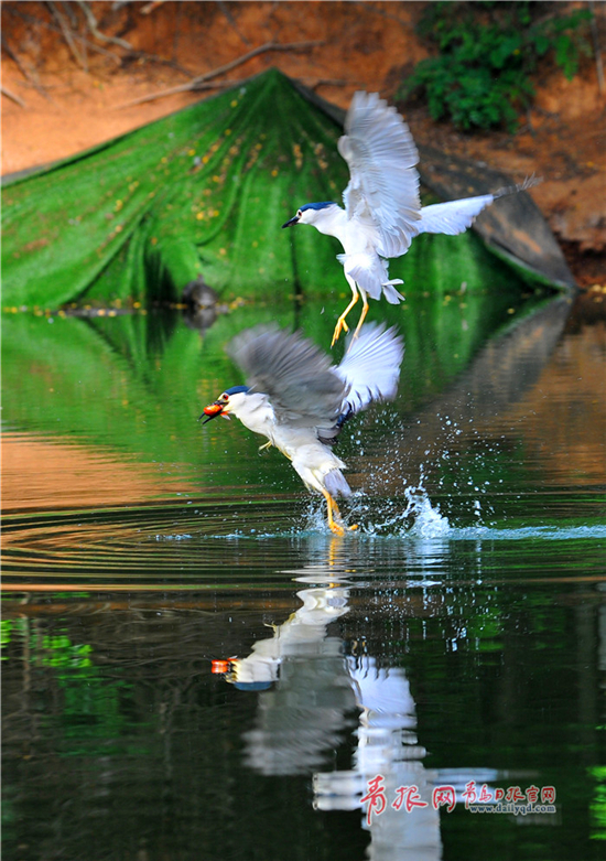 Photographer snaps night herons in Qingdao