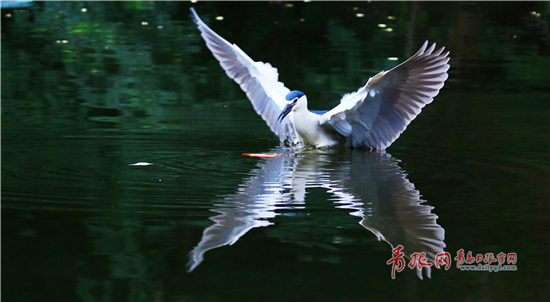 Photographer snaps night herons in Qingdao