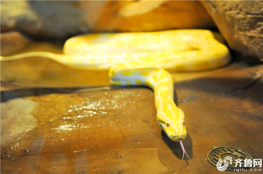 Qingdao zoo animals cool off in hot summer