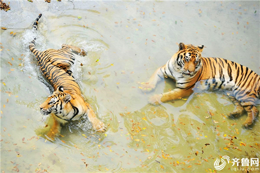 Qingdao zoo animals cool off in hot summer