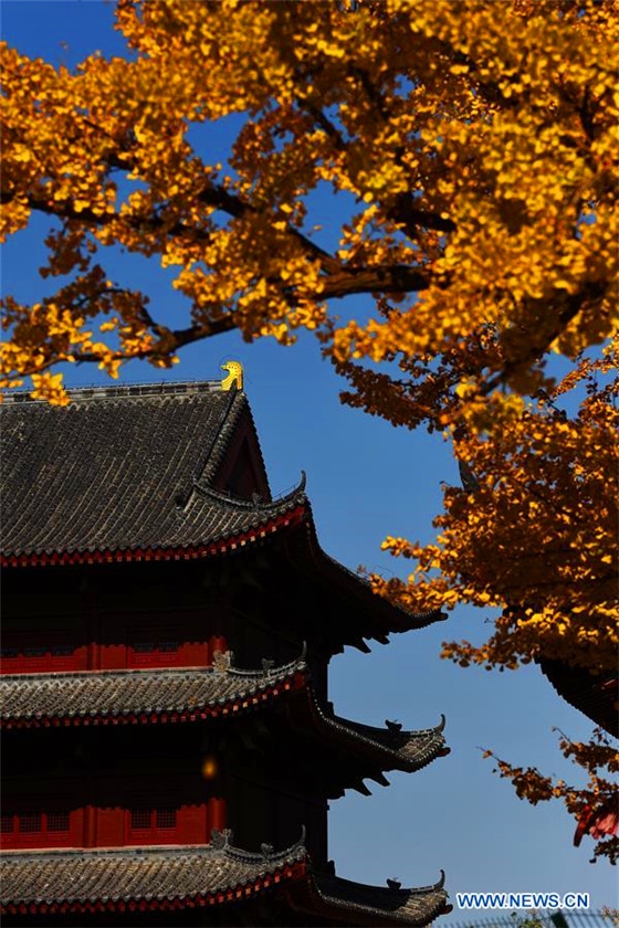 Gingko trees of over 1,300 years seen in Qingdao