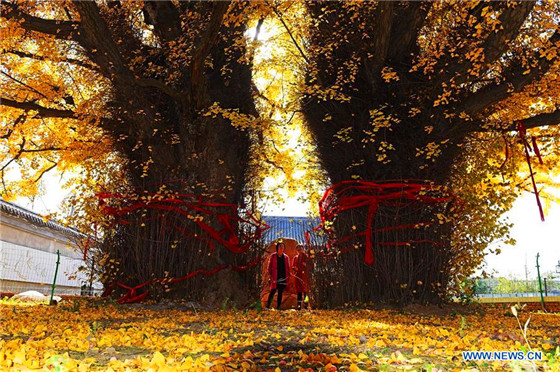 Gingko trees of over 1,300 years seen in Qingdao