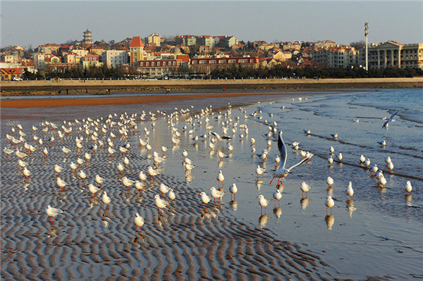 Black-headed gulls lighten up dull wintry scene in Qingdao