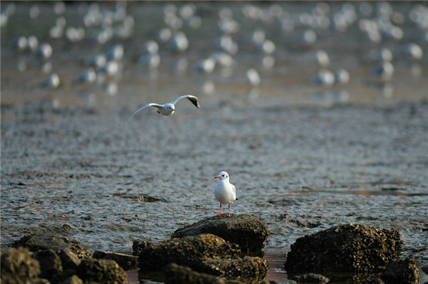 Black-headed gulls lighten up dull wintry scene in Qingdao