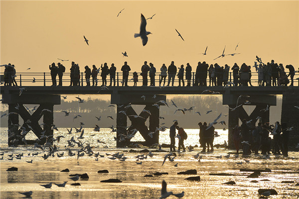 Black-headed gulls lighten up dull wintry scene in Qingdao