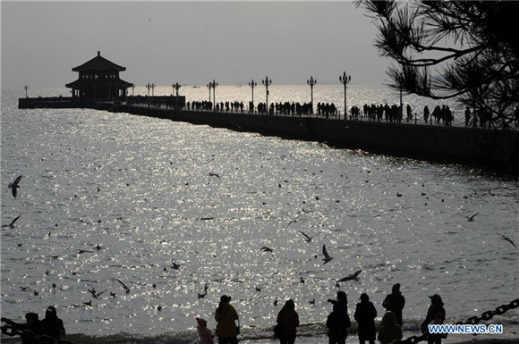 Sea gulls fly to East China's Qingdao to spend winter