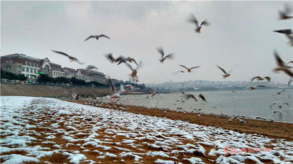 Qingdao welcomes first snow of the New Year