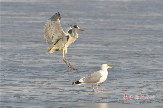 Flocks of migrant birds seen in Qingdao Jiaozhou Bay