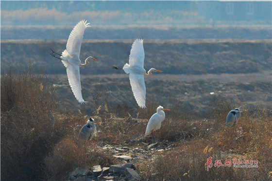 Flocks of migrant birds seen in Qingdao Jiaozhou Bay