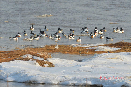 Flocks of migrant birds seen in Qingdao Jiaozhou Bay