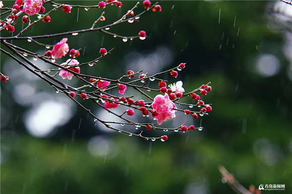 Spring rain bewitches plum blossoms in Qingdao