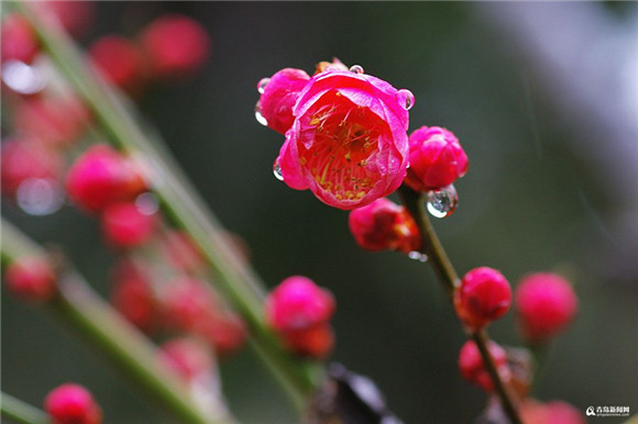 Spring rain bewitches plum blossoms in Qingdao