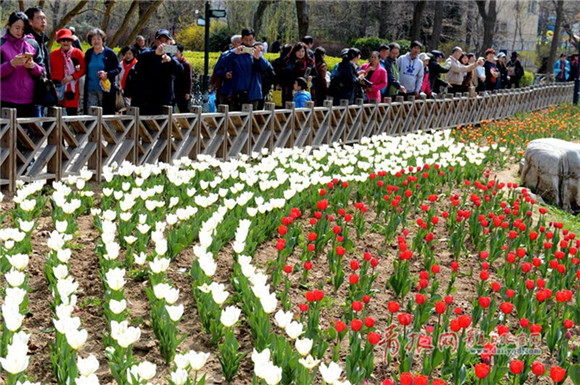 Stunning spring scenery at Qingdao Zhongshan Park