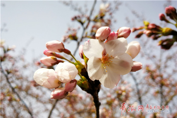 Oriental cherry blooms at Qingdao Zhongshan Park