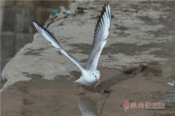 Sand lance fishing season underway in Qingdao