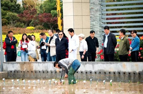 Sea rice experimental planting starts in Qingdao
