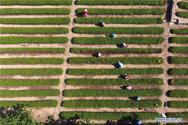 Farmers pick tea leaves in Qingdao, China's Shandong