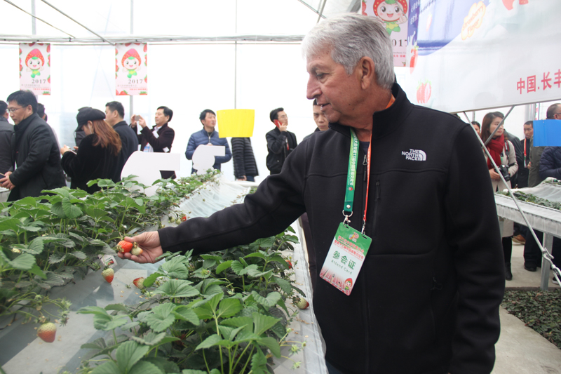 Strawberry festival held in Anhui province