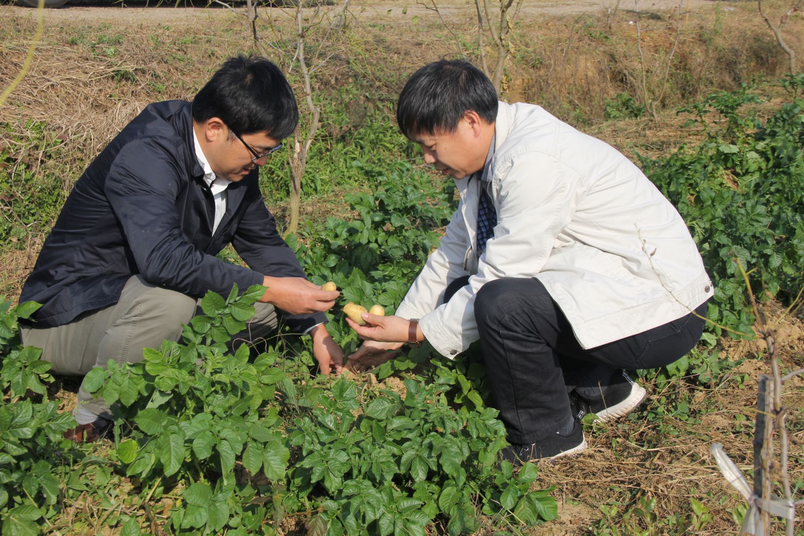 Foreign potato know-how introduced to Anhui province
