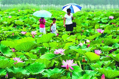 万亩荷花争艳俏泉城