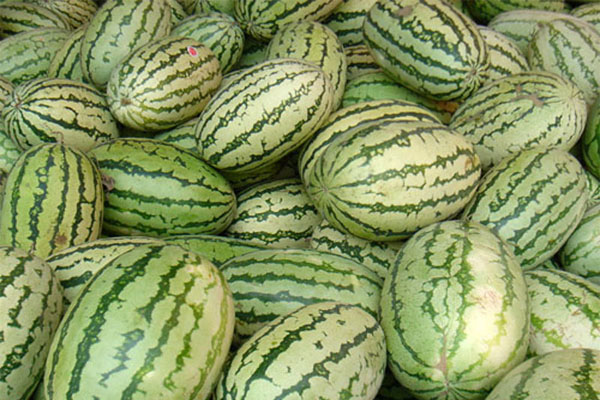 宁夏硒砂西瓜进入济南果品市场