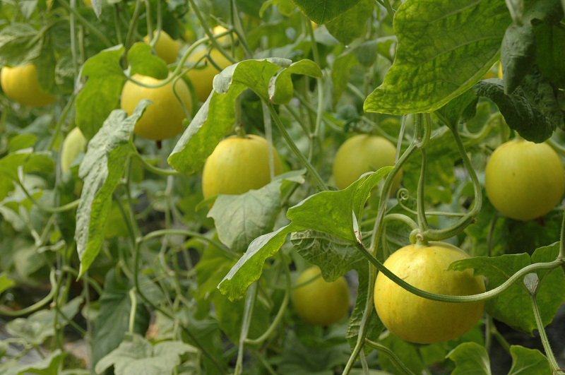 济阳县新添2件地理标志证明商标