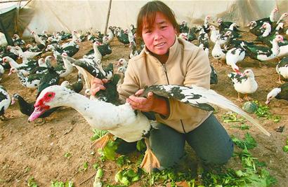 美洲香醇雁人工养殖获成功