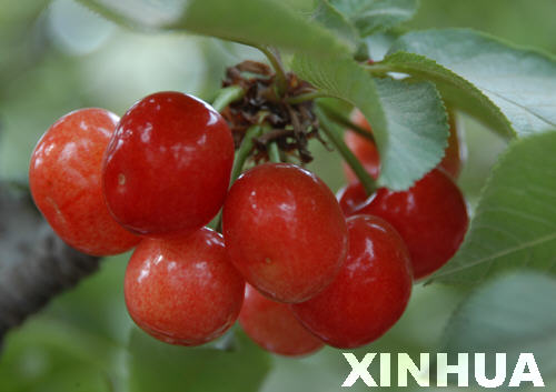 第四届烟台大樱桃节6月3日-30日在福山举办