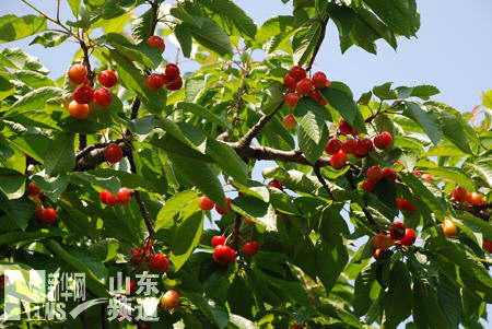 中国大樱桃之乡