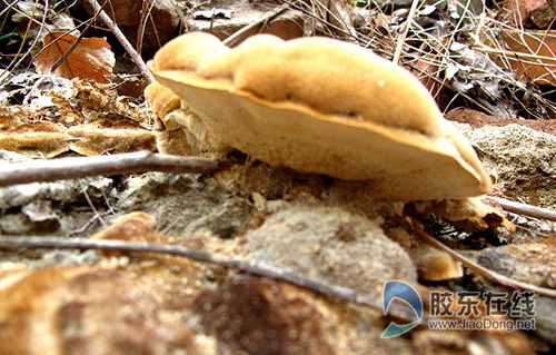 烟台市民屋后现硕大云芝 原是灵芝的 姊妹