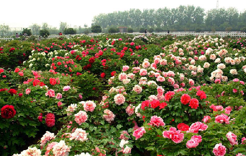 菏泽牡丹