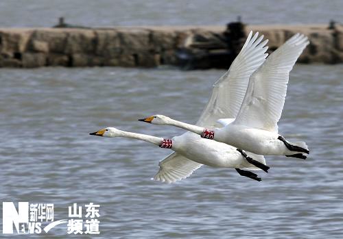 山东荣成大天鹅陆续回迁
