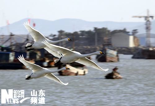 山东荣成大天鹅陆续回迁