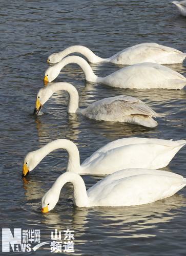 山东荣成大天鹅陆续回迁