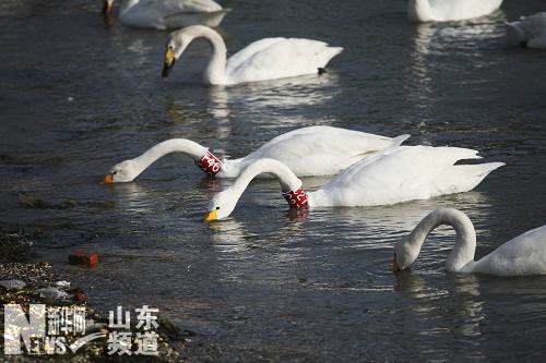 山东荣成大天鹅陆续回迁