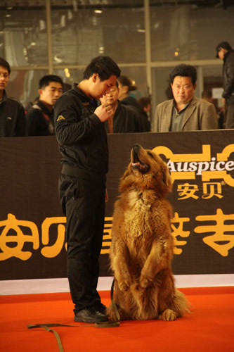 第六届中国藏獒展览会在济南开幕