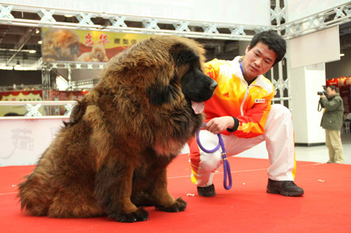 第六届中国藏獒展览会在济南开幕