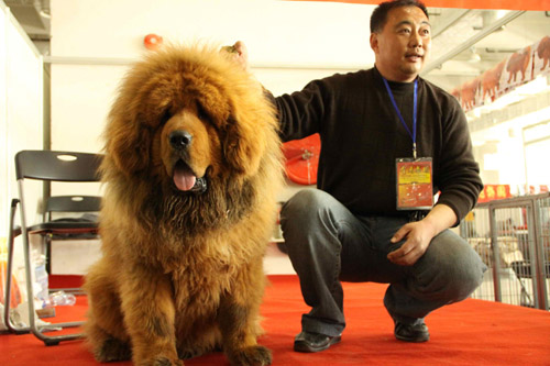 第六届中国藏獒展览会在济南开幕