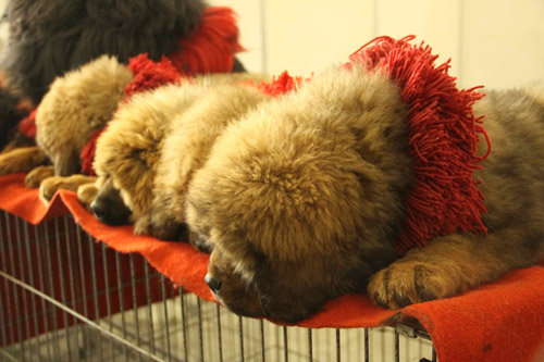第六届中国藏獒展览会在济南开幕