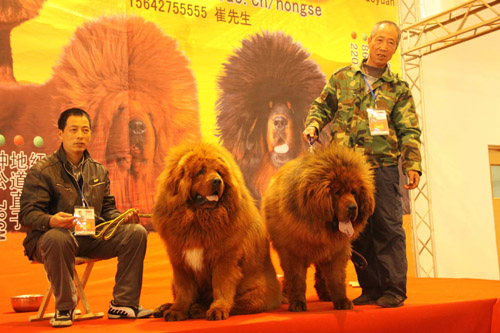 第六届中国藏獒展览会在济南开幕