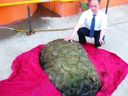 青岛发现七百斤重“太岁” 乍看如巨型海龟