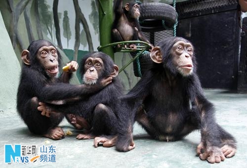 非洲黑猩猩落户济南动物园