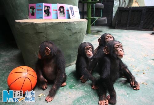 非洲黑猩猩落户济南动物园