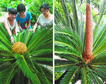 大明湖畔雌雄铁树双双开花