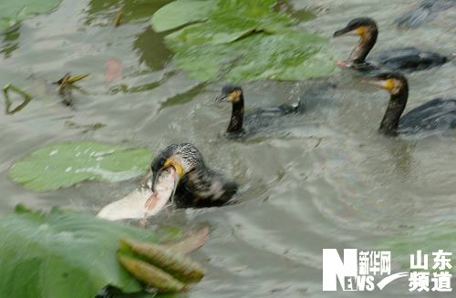 鱼鹰竞技微山湖